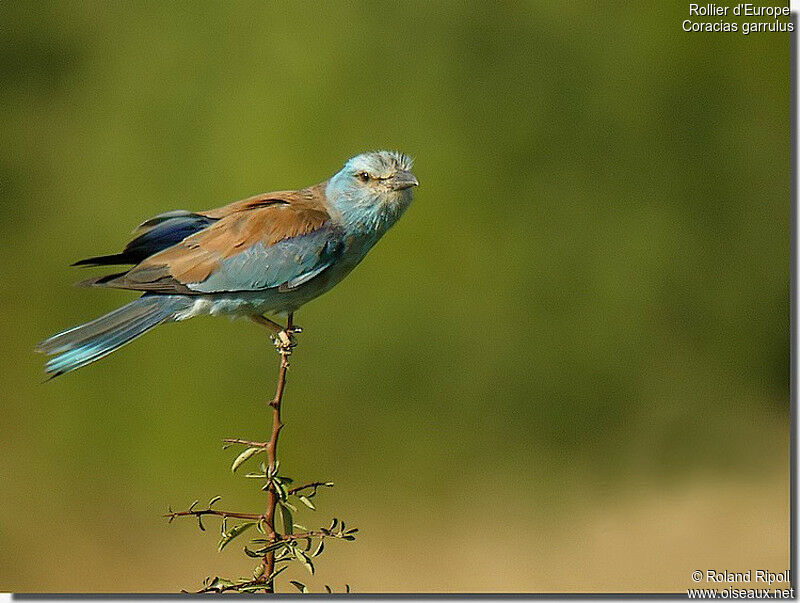 European Rolleradult breeding