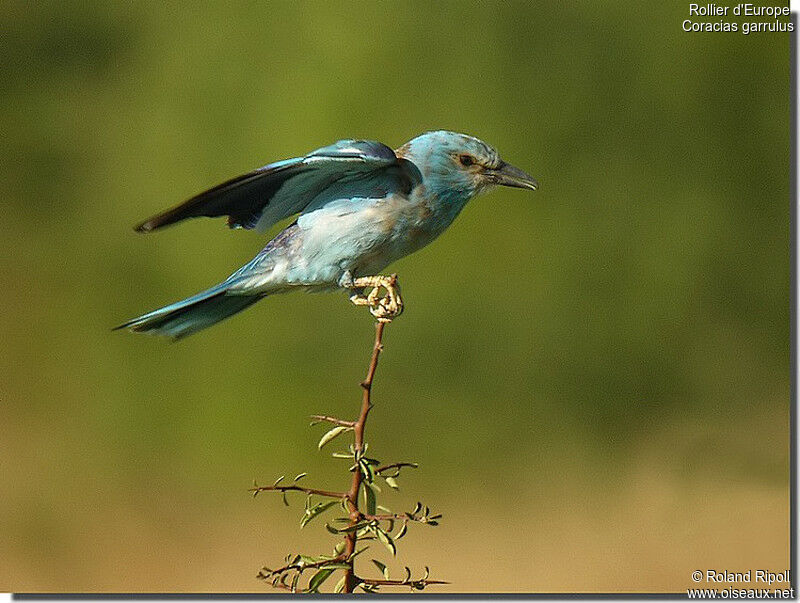 European Rolleradult breeding, identification