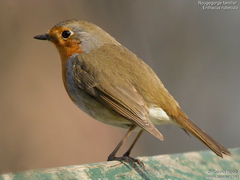 European Robinadult post breeding