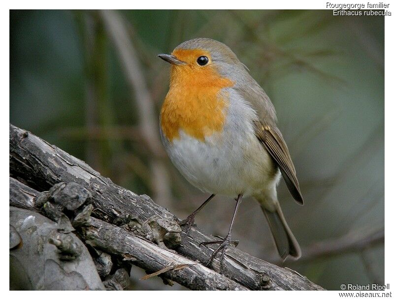 European Robinadult post breeding, identification