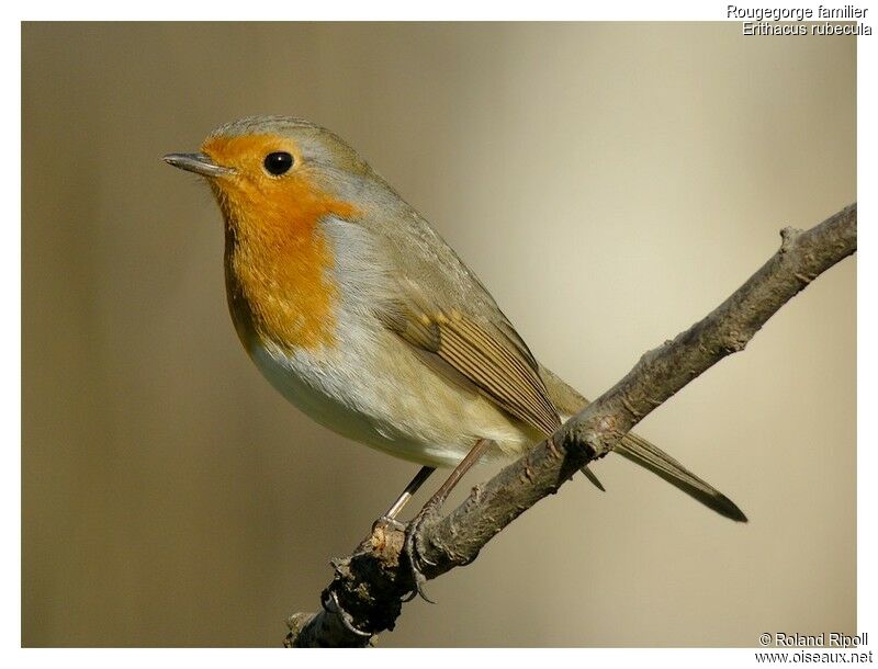 European Robinadult post breeding