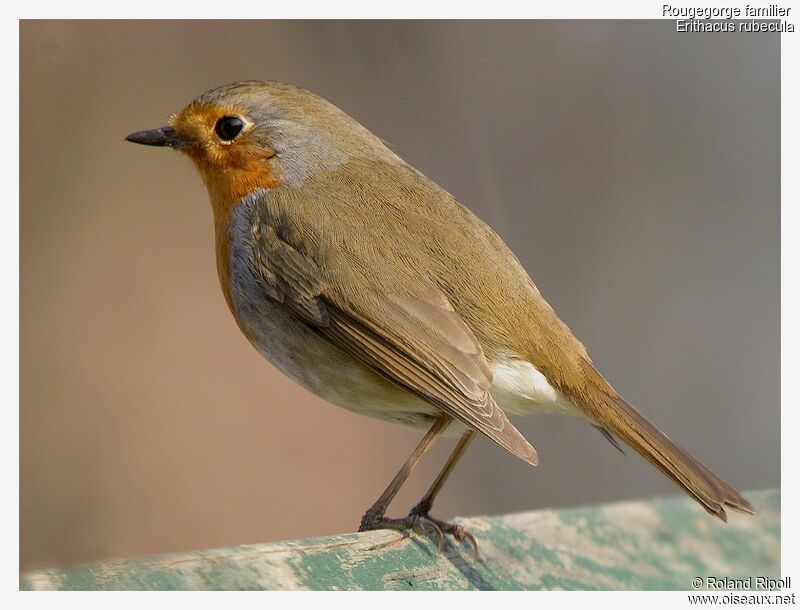 European Robinadult post breeding