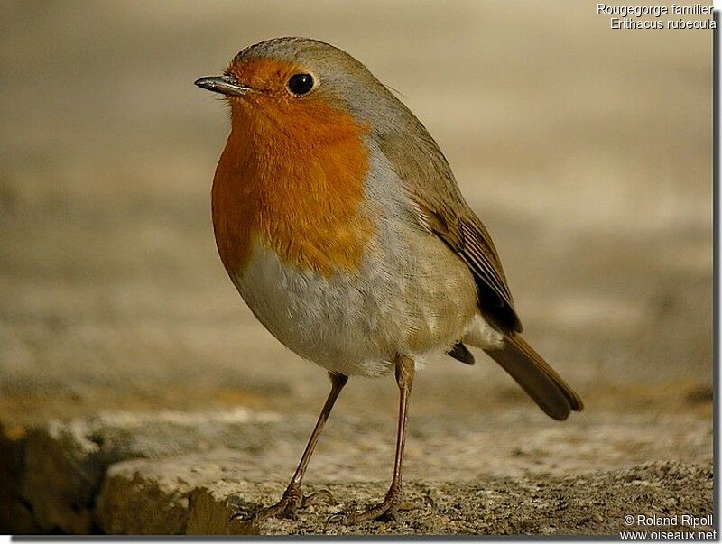 European Robinadult post breeding