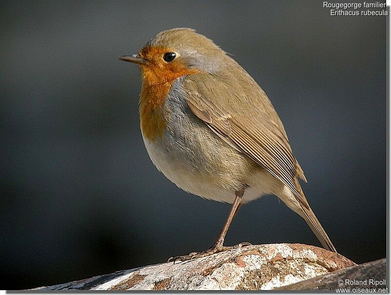 European Robinadult post breeding