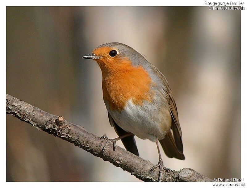 European Robinadult post breeding