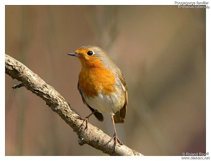 European Robinadult post breeding