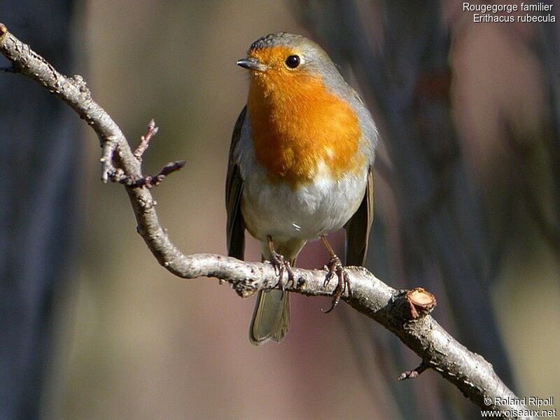 European Robinadult post breeding