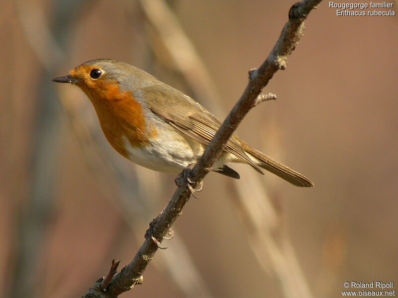 European Robinadult post breeding