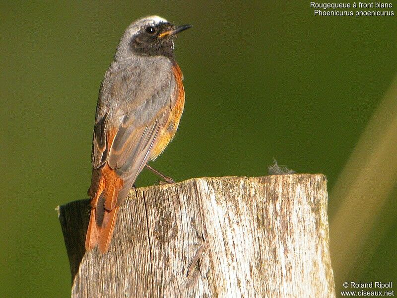 Common Redstart male adult breeding