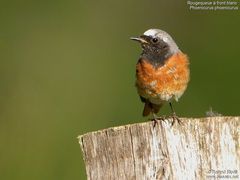 Common Redstart male adult breeding