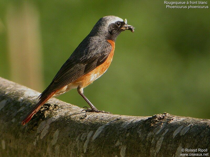 Common Redstart male adult breeding