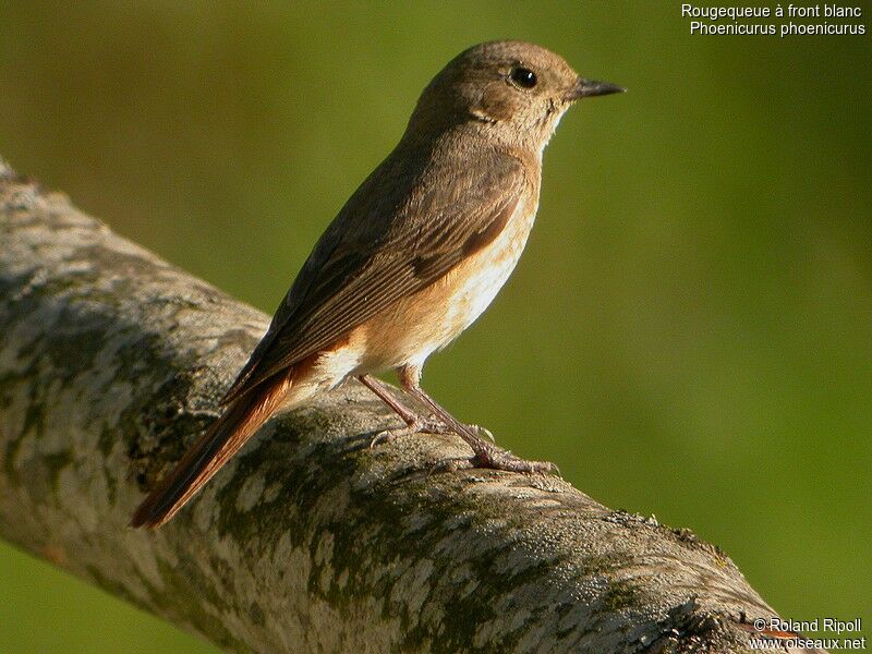 Common Redstart female adult breeding