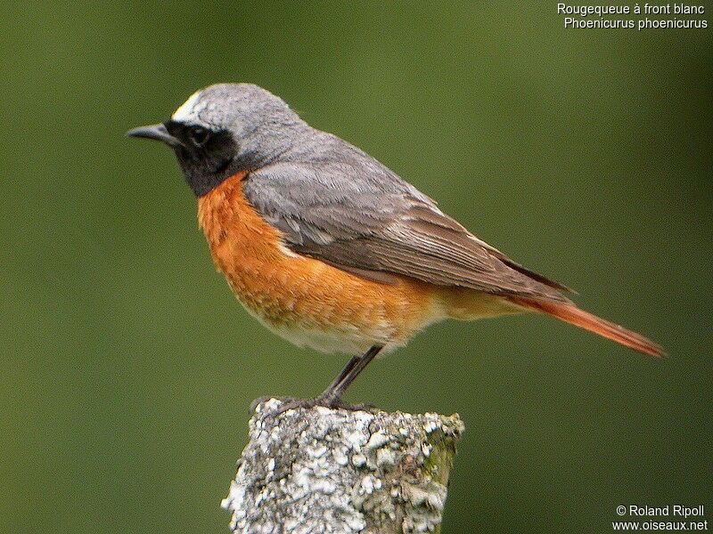 Common Redstart male adult breeding