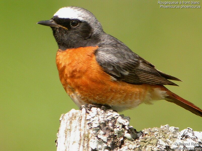 Common Redstart male adult breeding