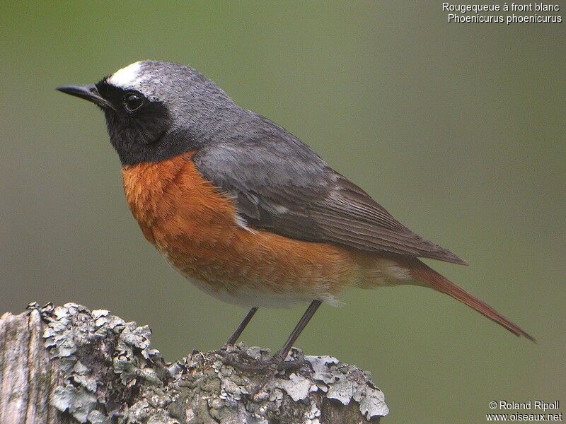 Common Redstart male adult breeding