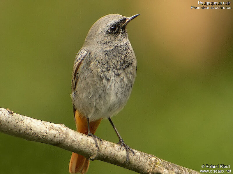 Black Redstart female