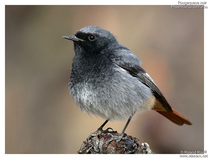 Black Redstart male adult breeding