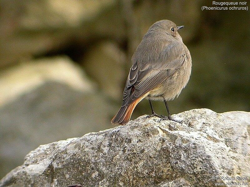 Black Redstart