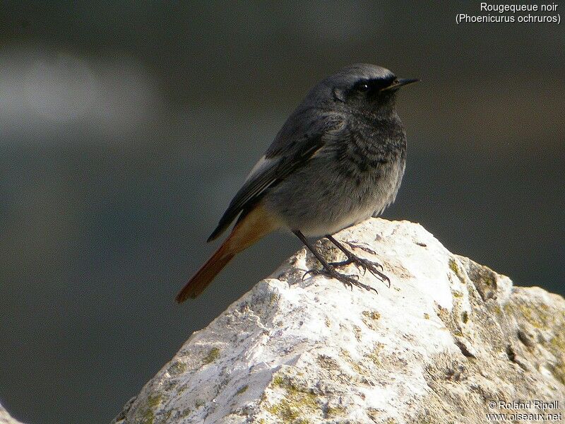 Black Redstart