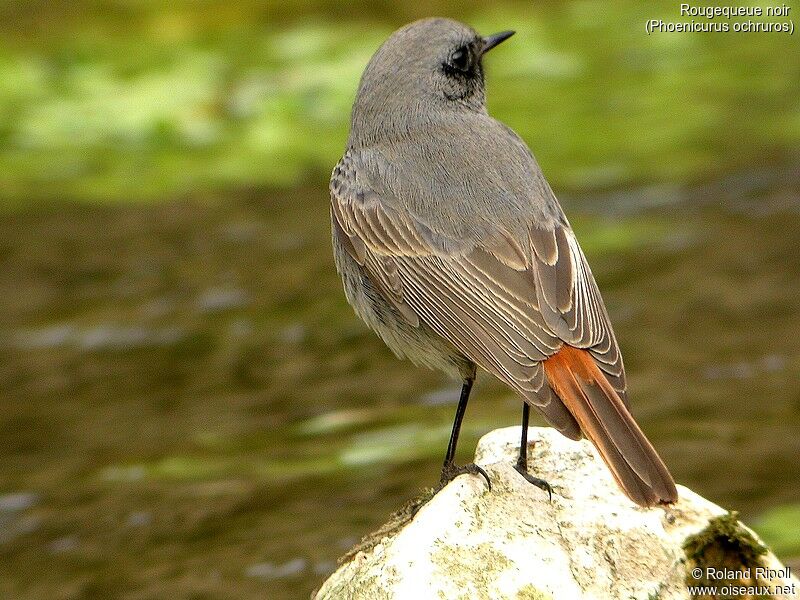 Black Redstart