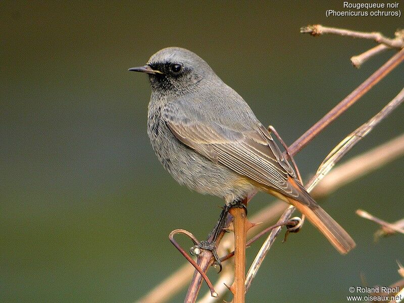 Black Redstart