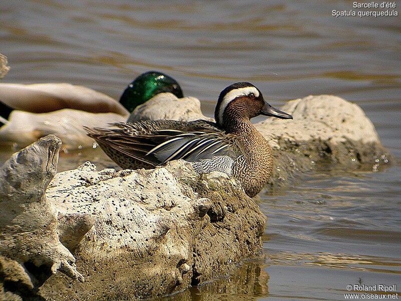 Garganey male adult breeding