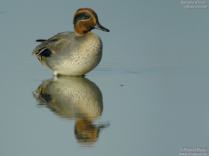 Eurasian Teal male adult post breeding