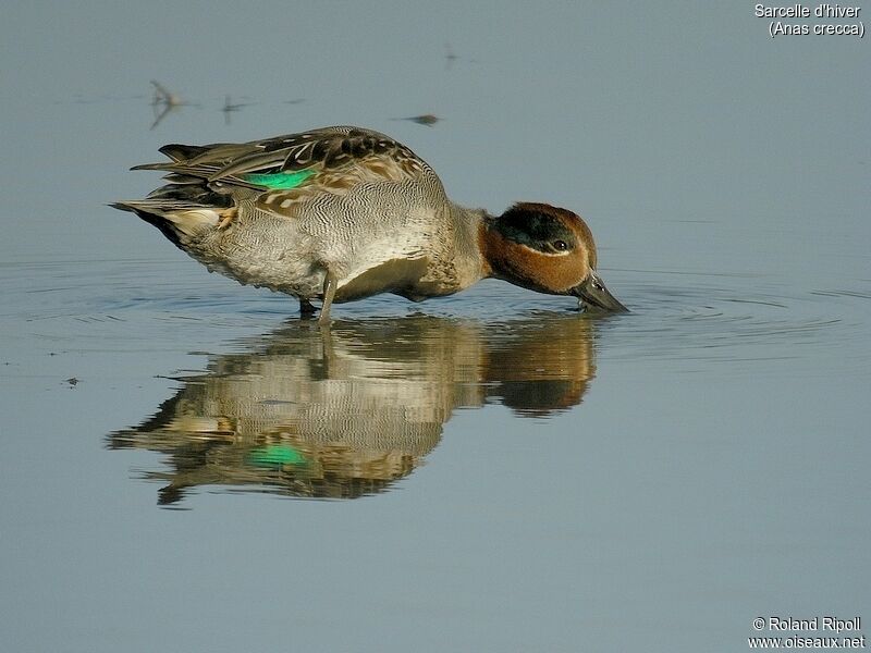 Eurasian Teal male adult post breeding