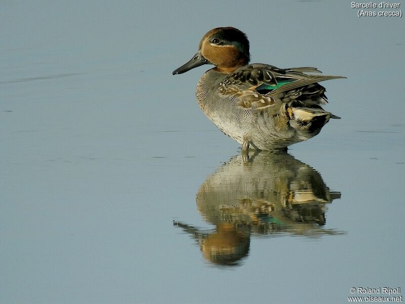 Eurasian Teal male adult post breeding