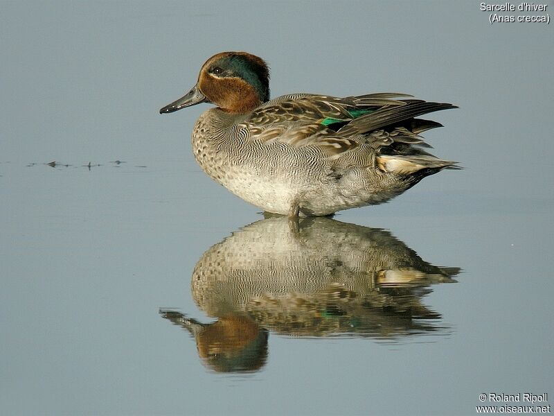 Eurasian Teal male adult post breeding