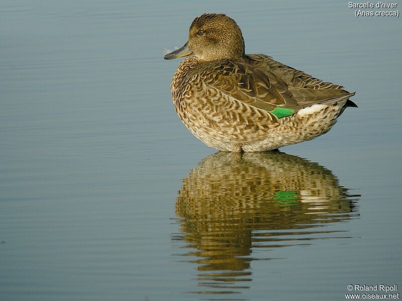 Eurasian Teal female adult post breeding