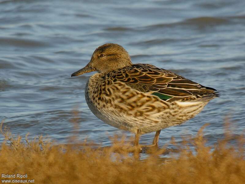 Eurasian Teal female adult post breeding, identification