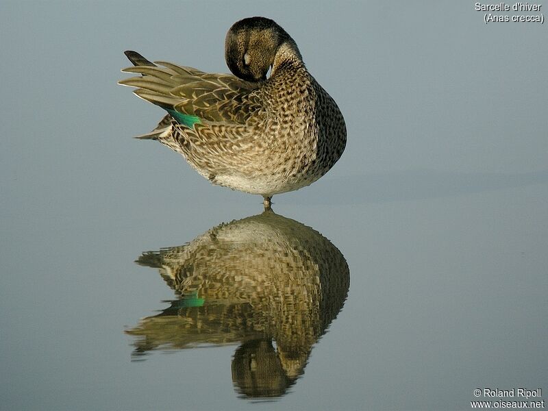 Eurasian Teal female adult