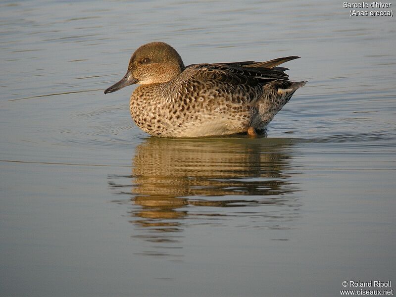 Eurasian Teal male adult post breeding