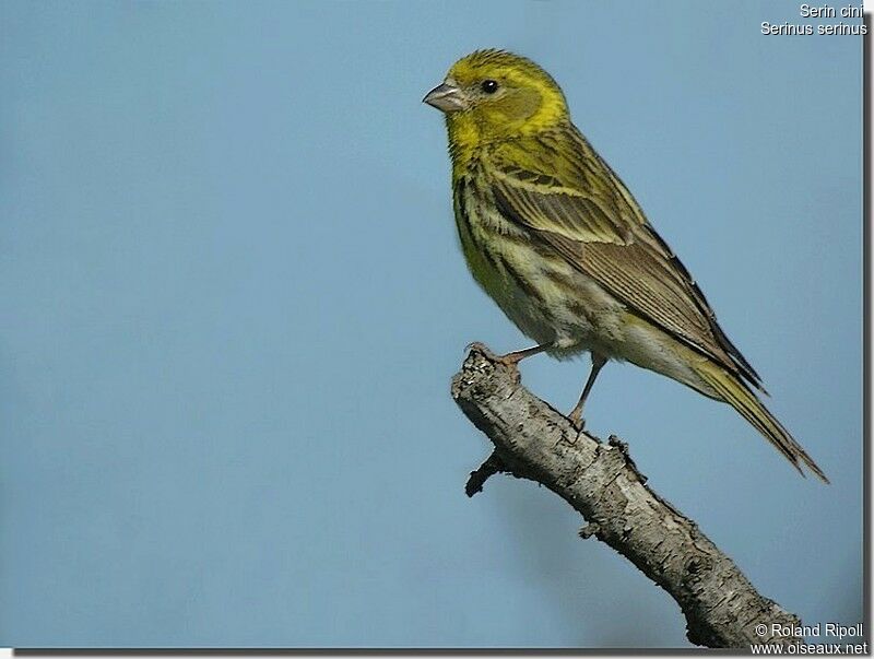 Serin ciniadulte nuptial, identification