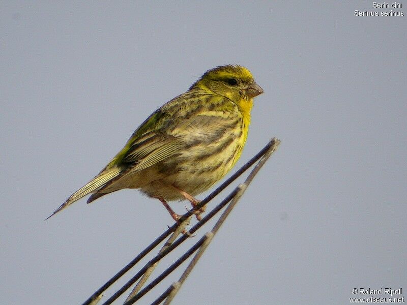 Serin ciniadulte nuptial