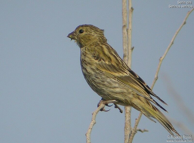 Serin cini femelle