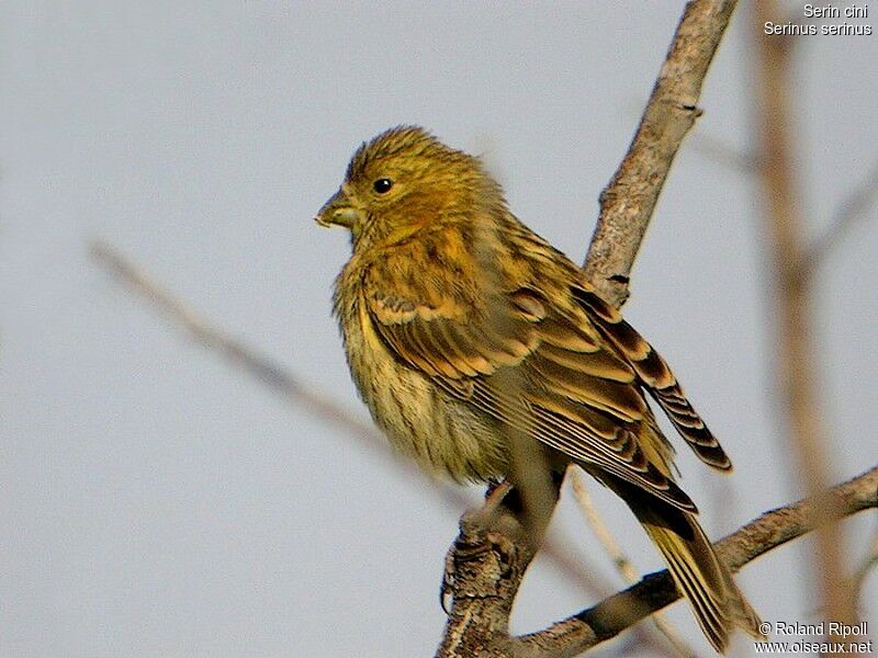 European Serinadult breeding