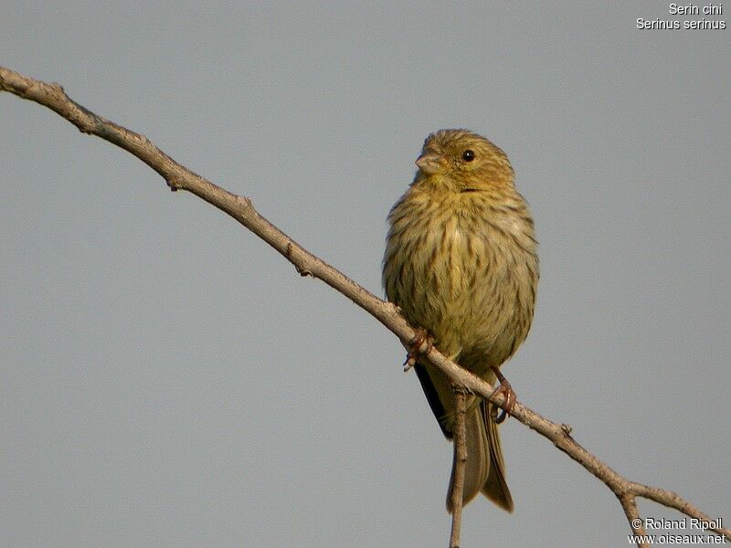 Serin cini femelle adulte nuptial