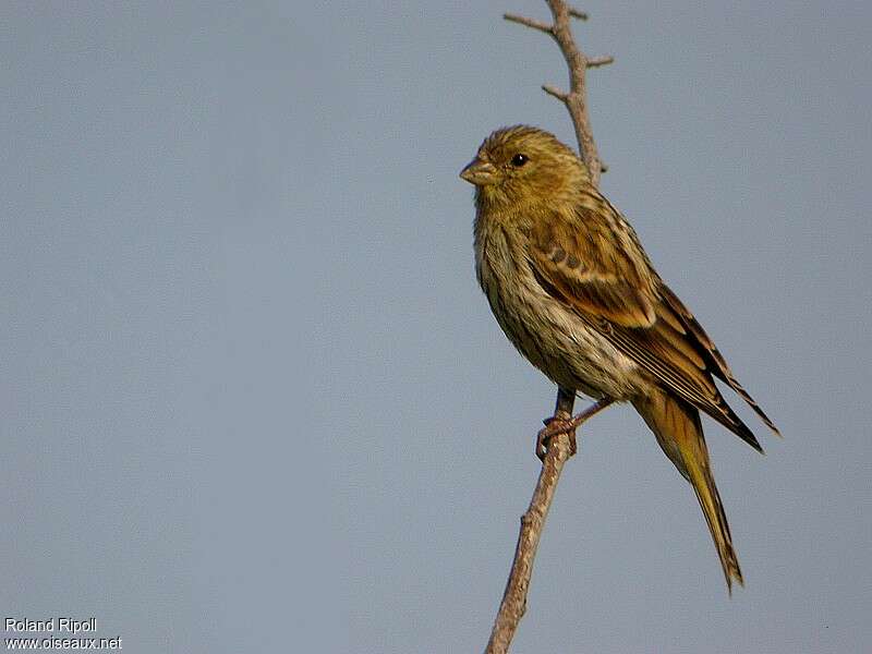 Serin cinijuvénile, identification