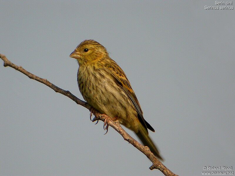 Serin cini femelle adulte nuptial