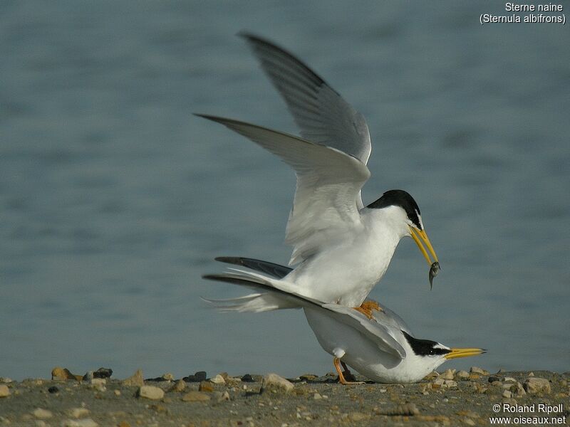 Little Tern