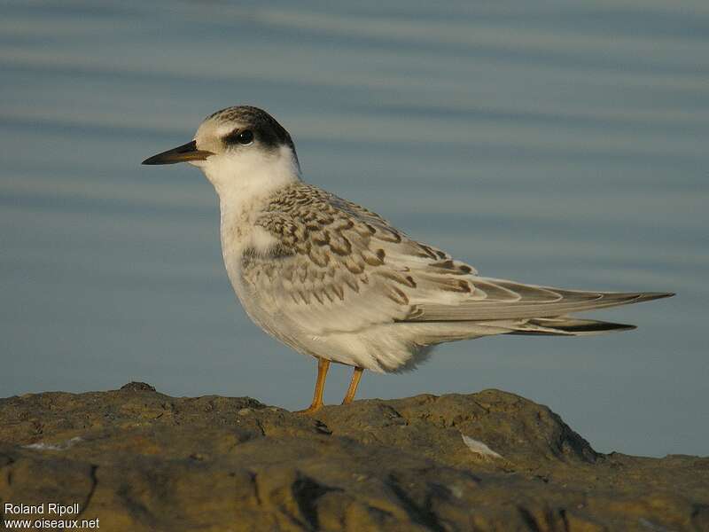 Little Ternjuvenile, identification