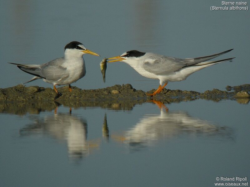 Little Tern 