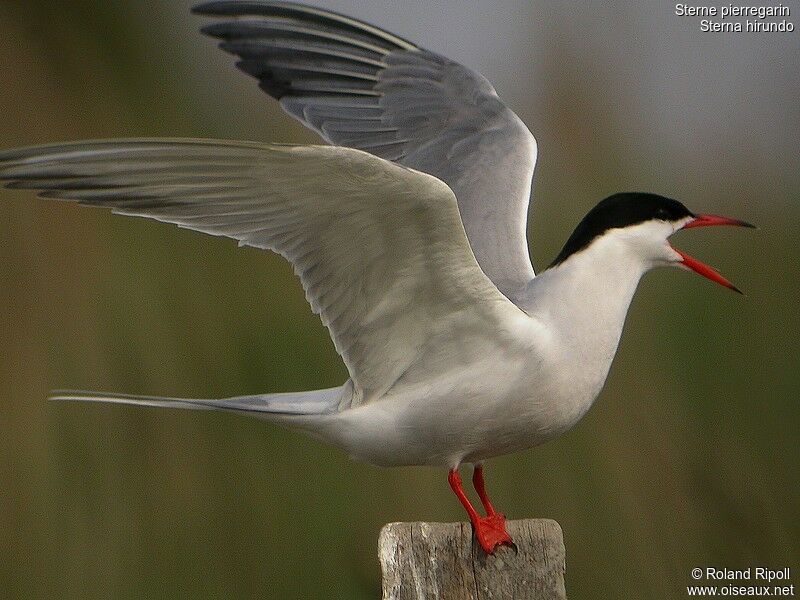 Common Ternadult breeding