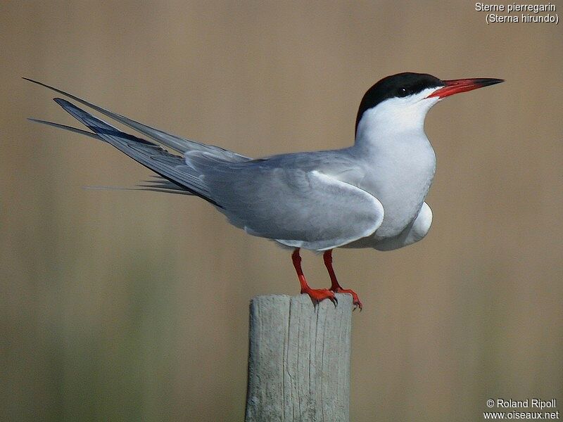 Common Ternadult breeding, identification