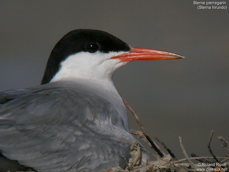 Common Ternadult breeding, close-up portrait