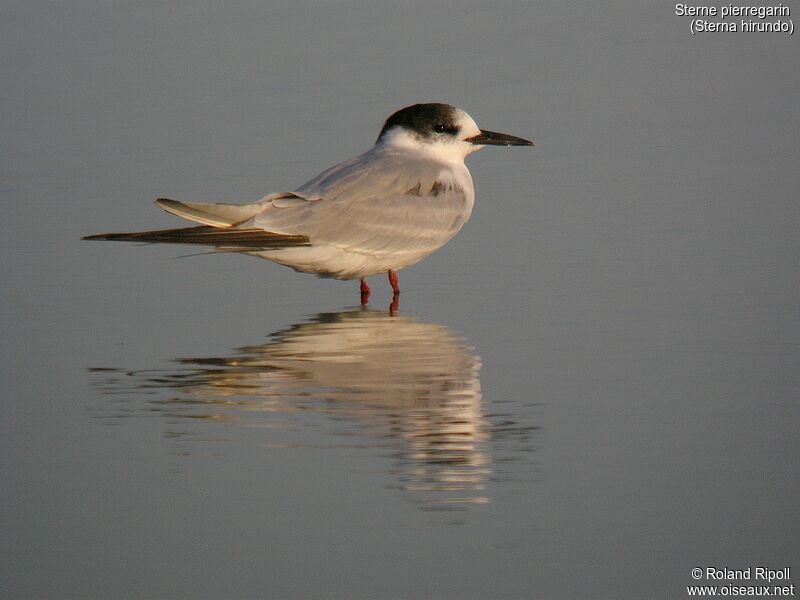 Common Ternjuvenile