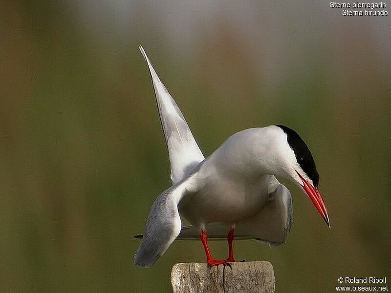 Common Ternadult breeding