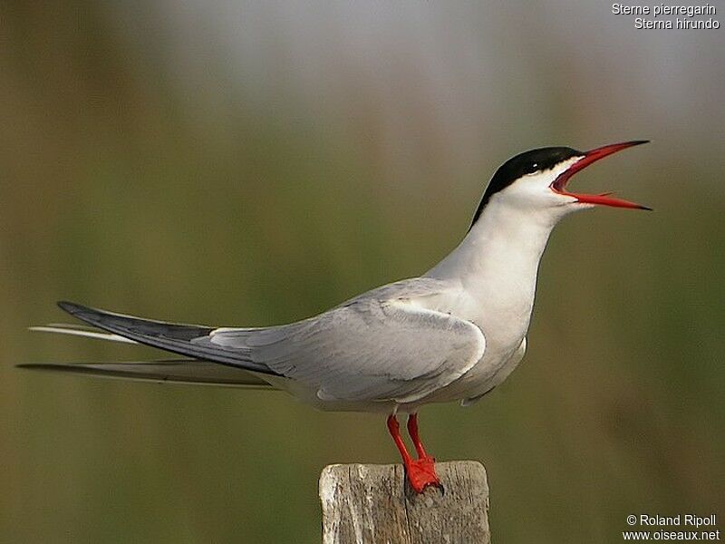 Common Ternadult breeding